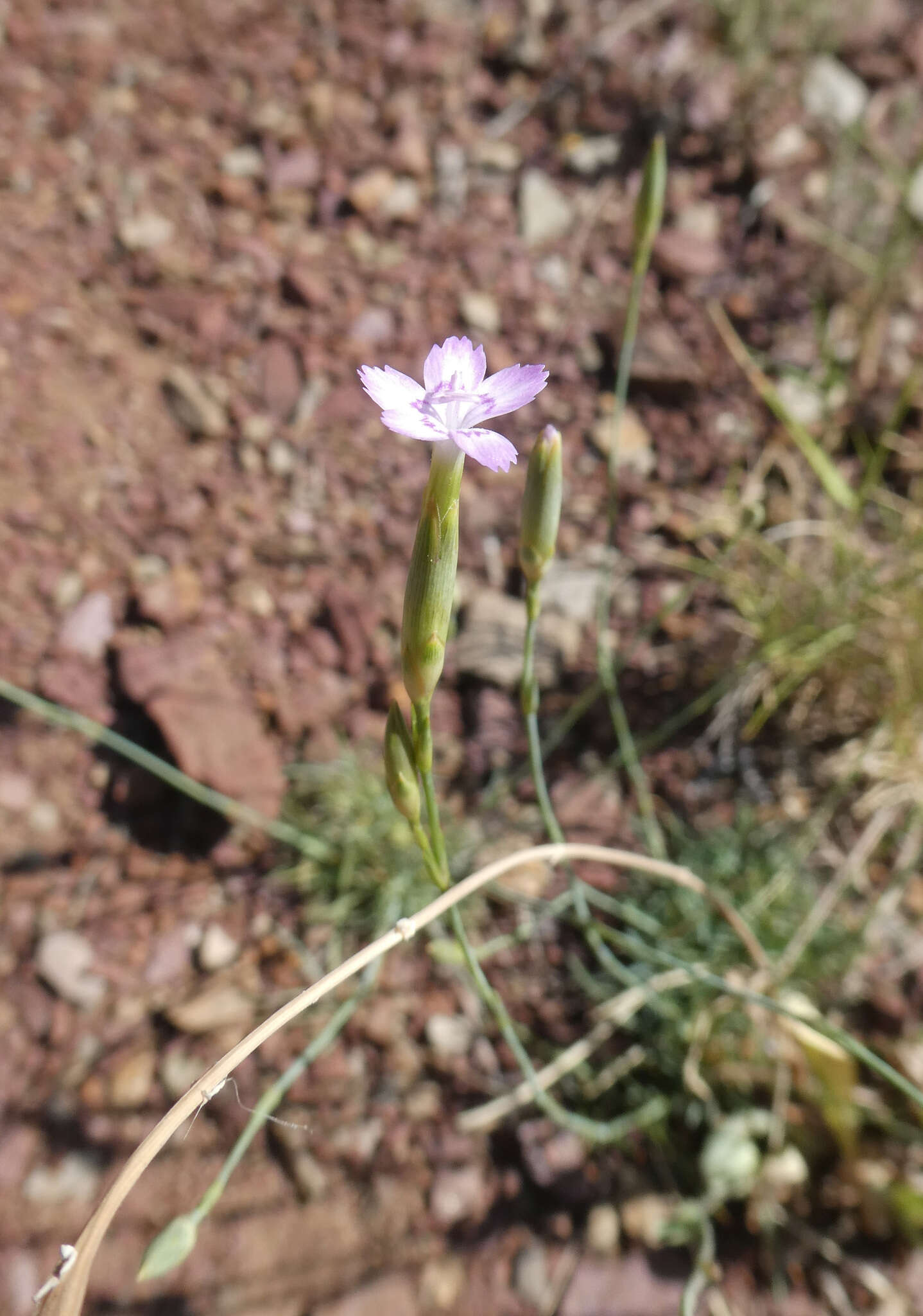 Image of Dianthus multiceps subsp. multiaffinis