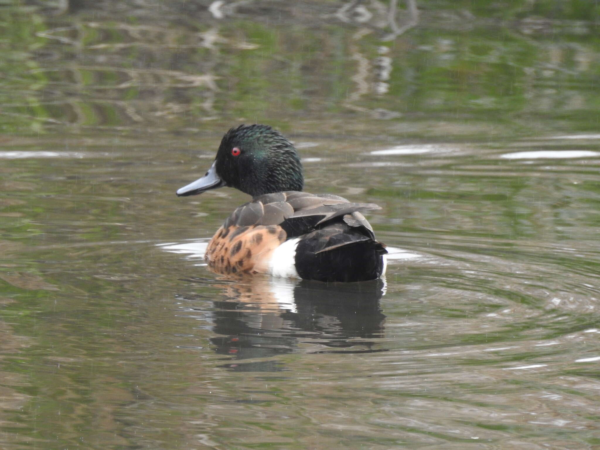 Image of Chestnut Teal