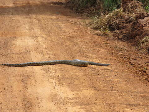 Image of Green anaconda