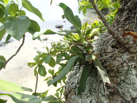 Image of Angraecum crassum Thouars