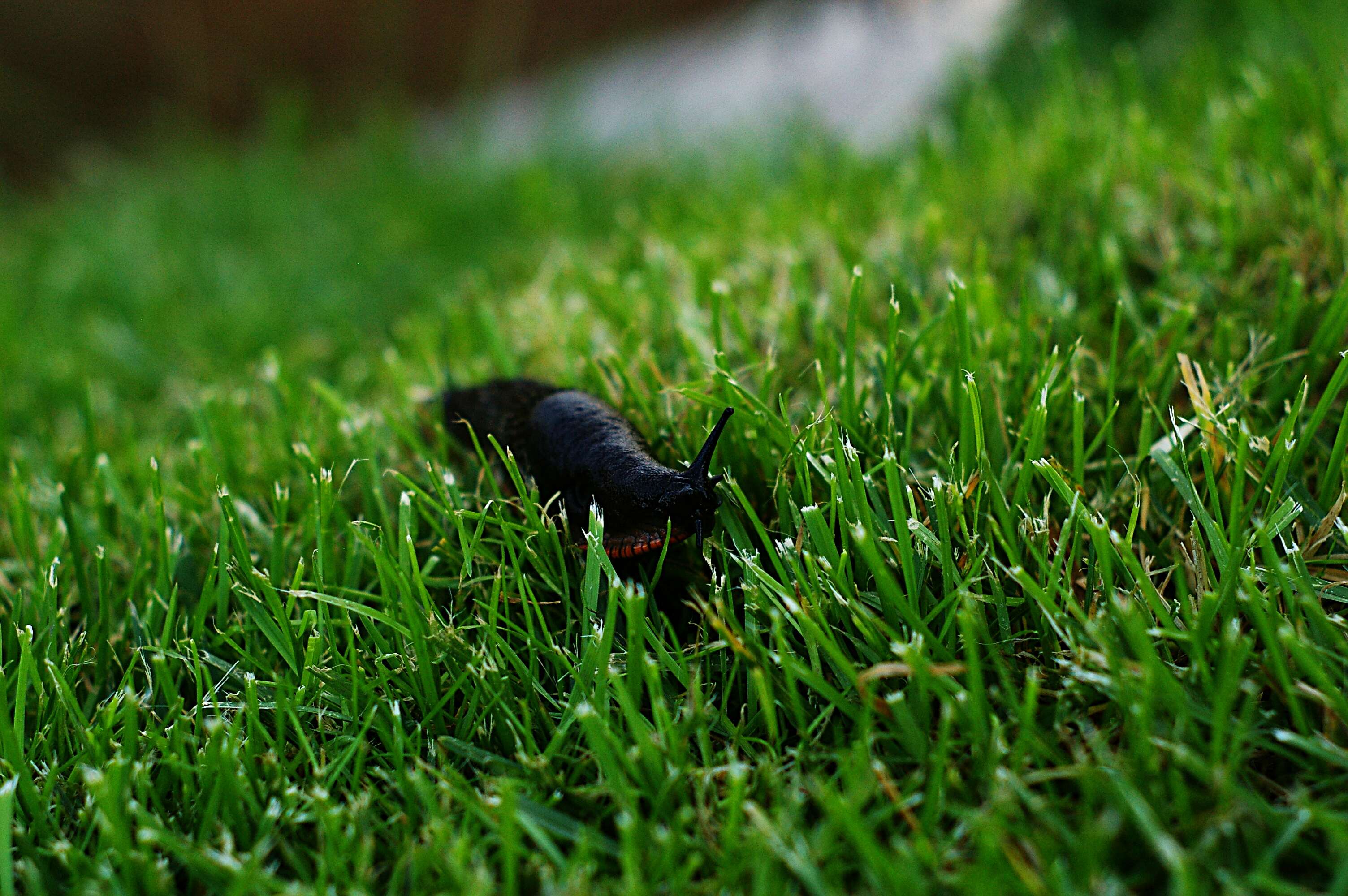 Image of Ferussac’s orange soled slug