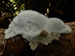 Image de Polypore bleuté