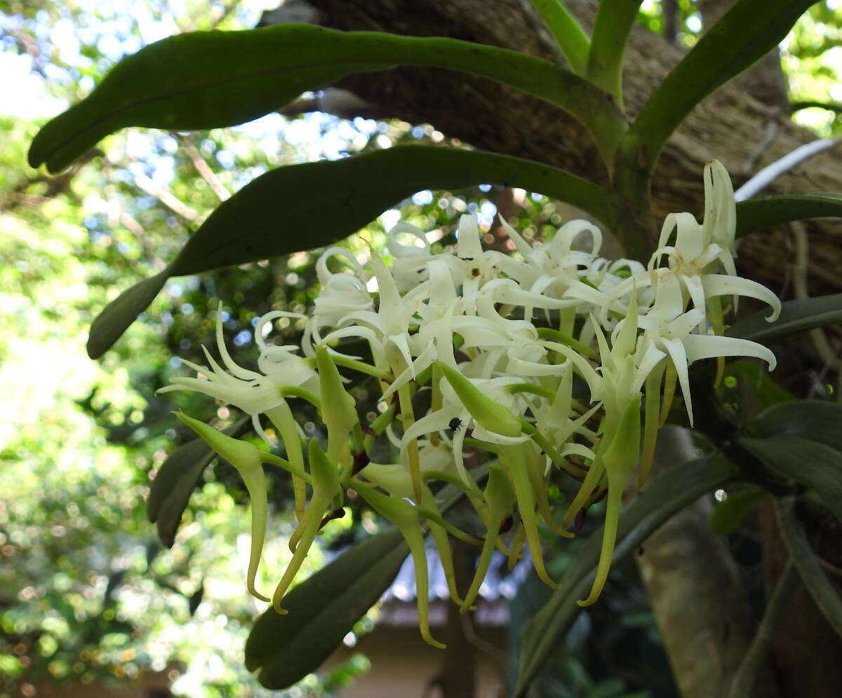 Image of Cyrtorchis praetermissa subsp. zuluensis (E. R. Harrison) H. P. Linder