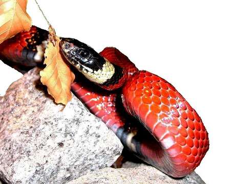 Image of Lampropeltis triangulum nelsoni