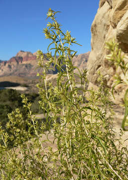 Image de Brickellia longifolia S. Wats.