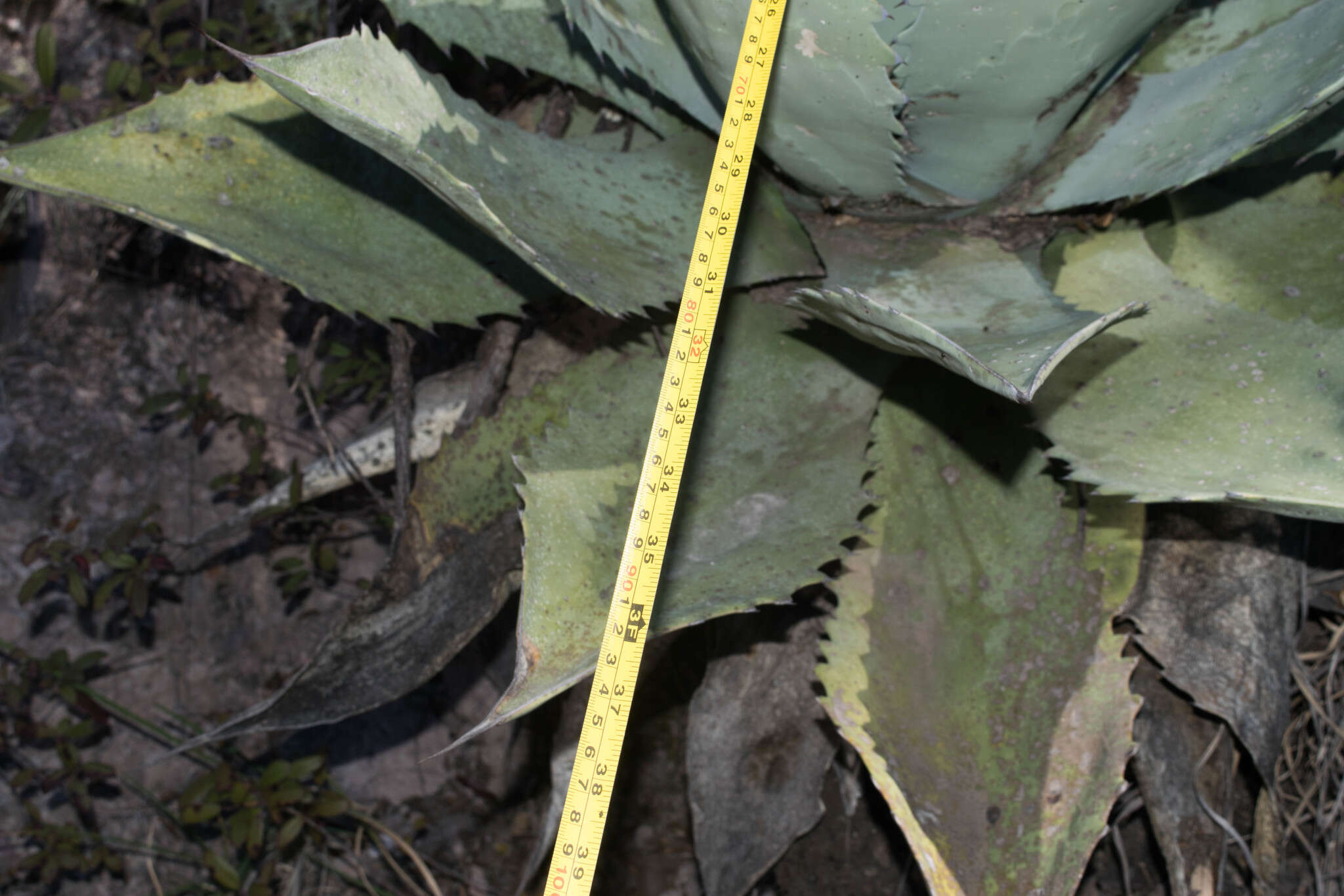 Image of Agave durangensis Gentry