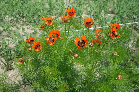 Image of summer pheasant's eye