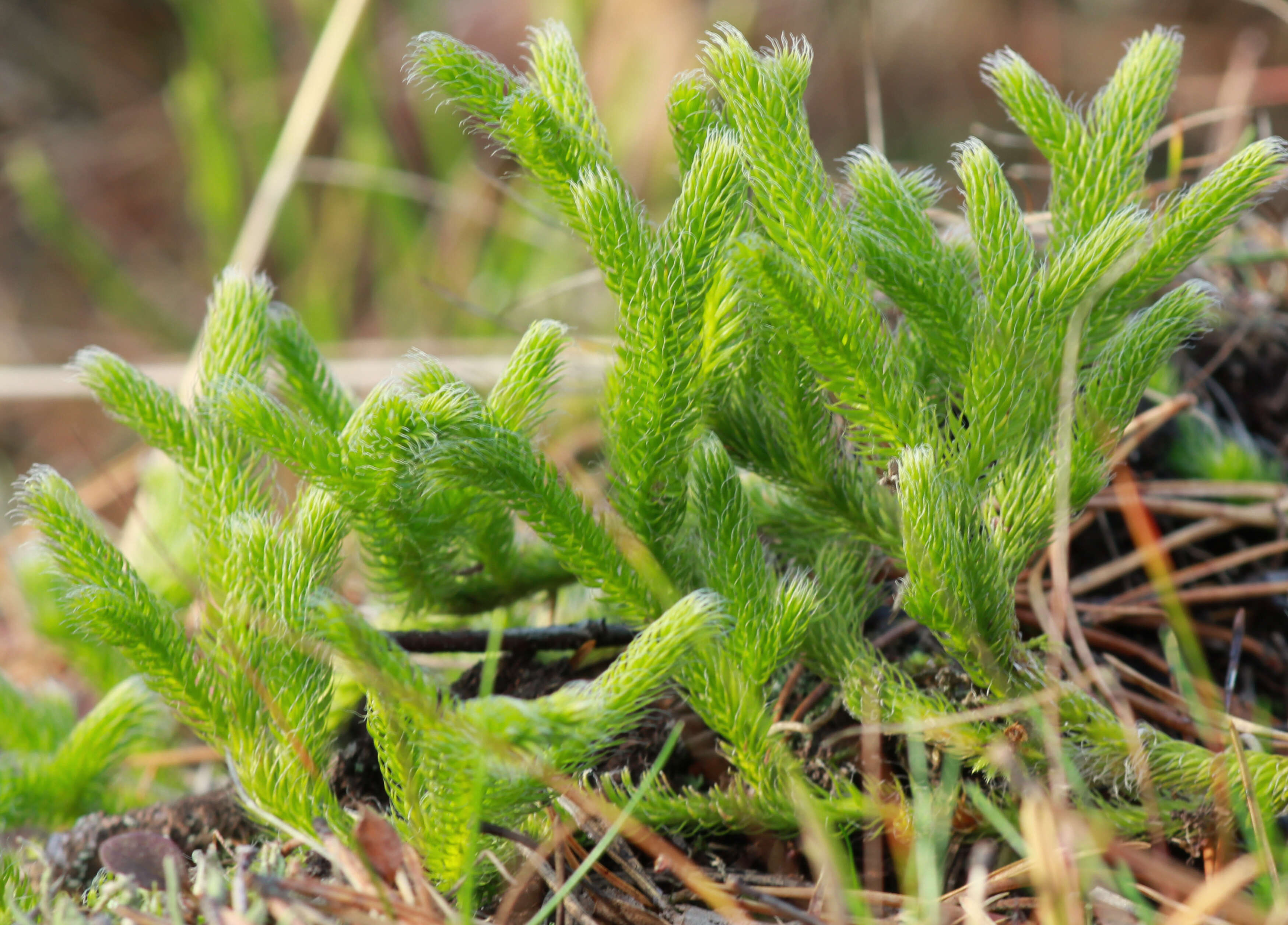 Image of Stag's-horn Clubmoss