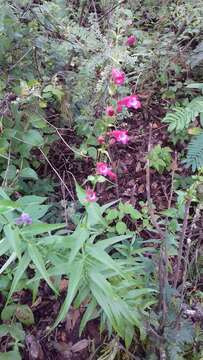 Image of Hartweg's beardtongue