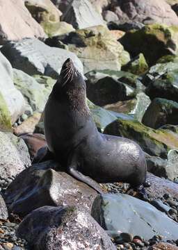 Image of Antipodean Fur Seal