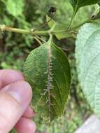 Ophiomyia camarae Spencer 1963 resmi