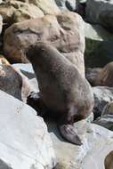 Image of Antipodean Fur Seal