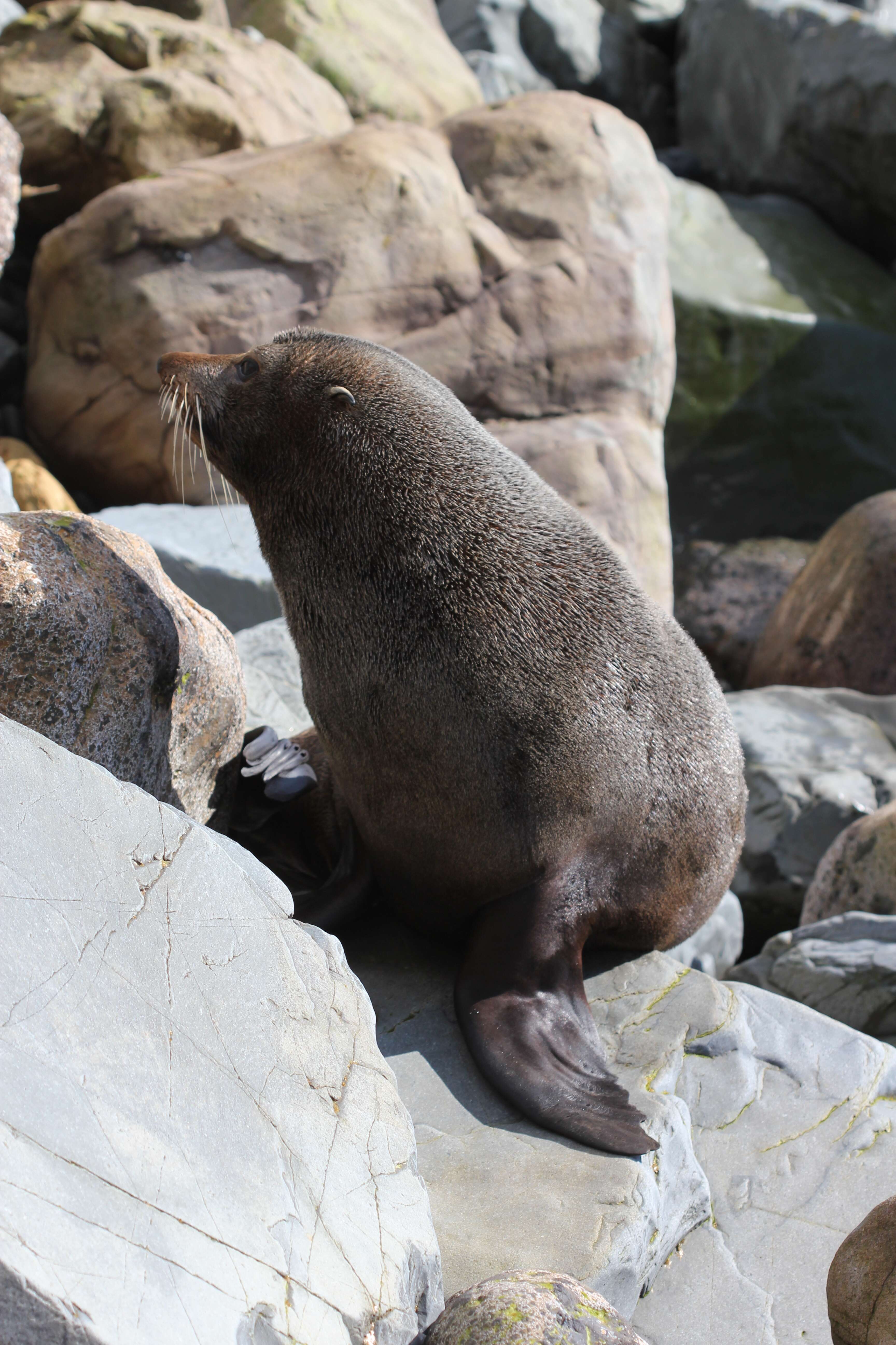 Image of Antipodean Fur Seal