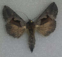 Image of Large Looper Moth, Broken-banded Y