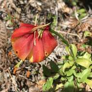 Lilium michauxii Poir. resmi