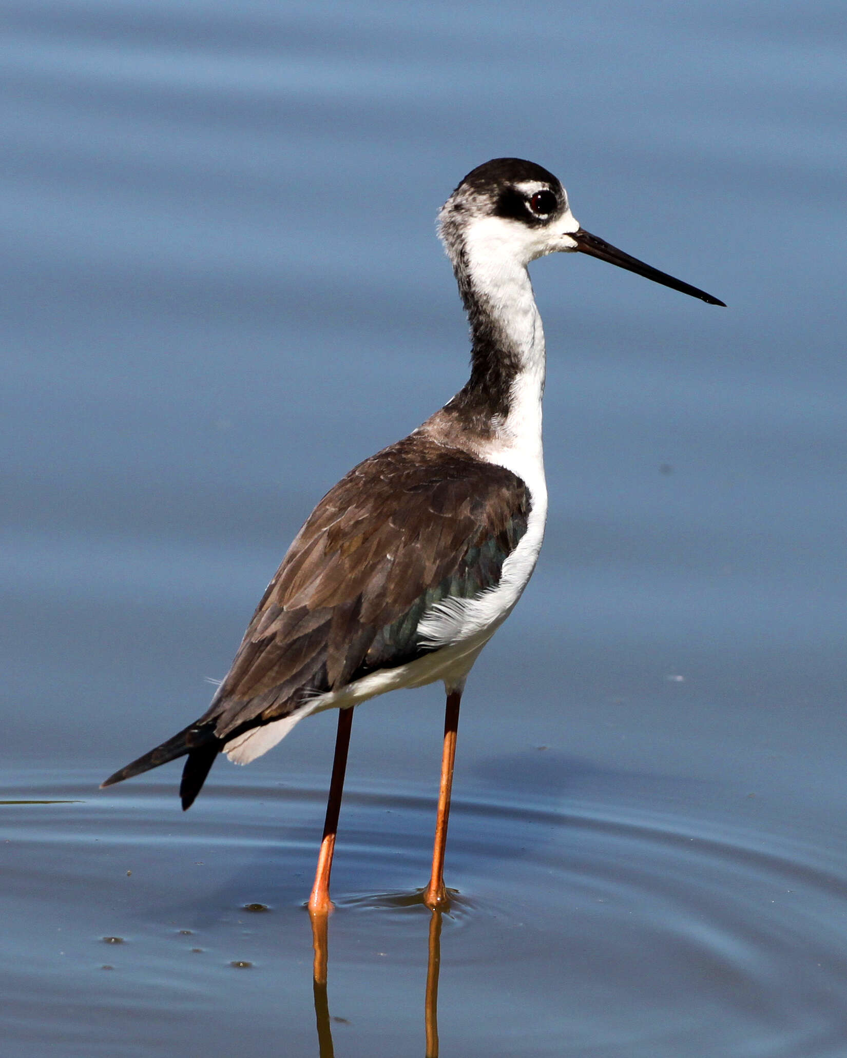 Image of Himantopus Brisson 1760