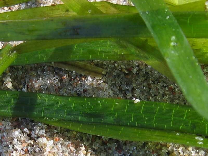 Image of Eelgrass