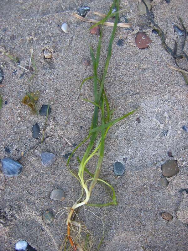 Image of Eelgrass