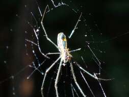 Image of Leucauge hebridisiana Berland 1938