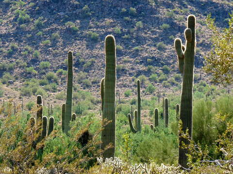 Image of saguaro