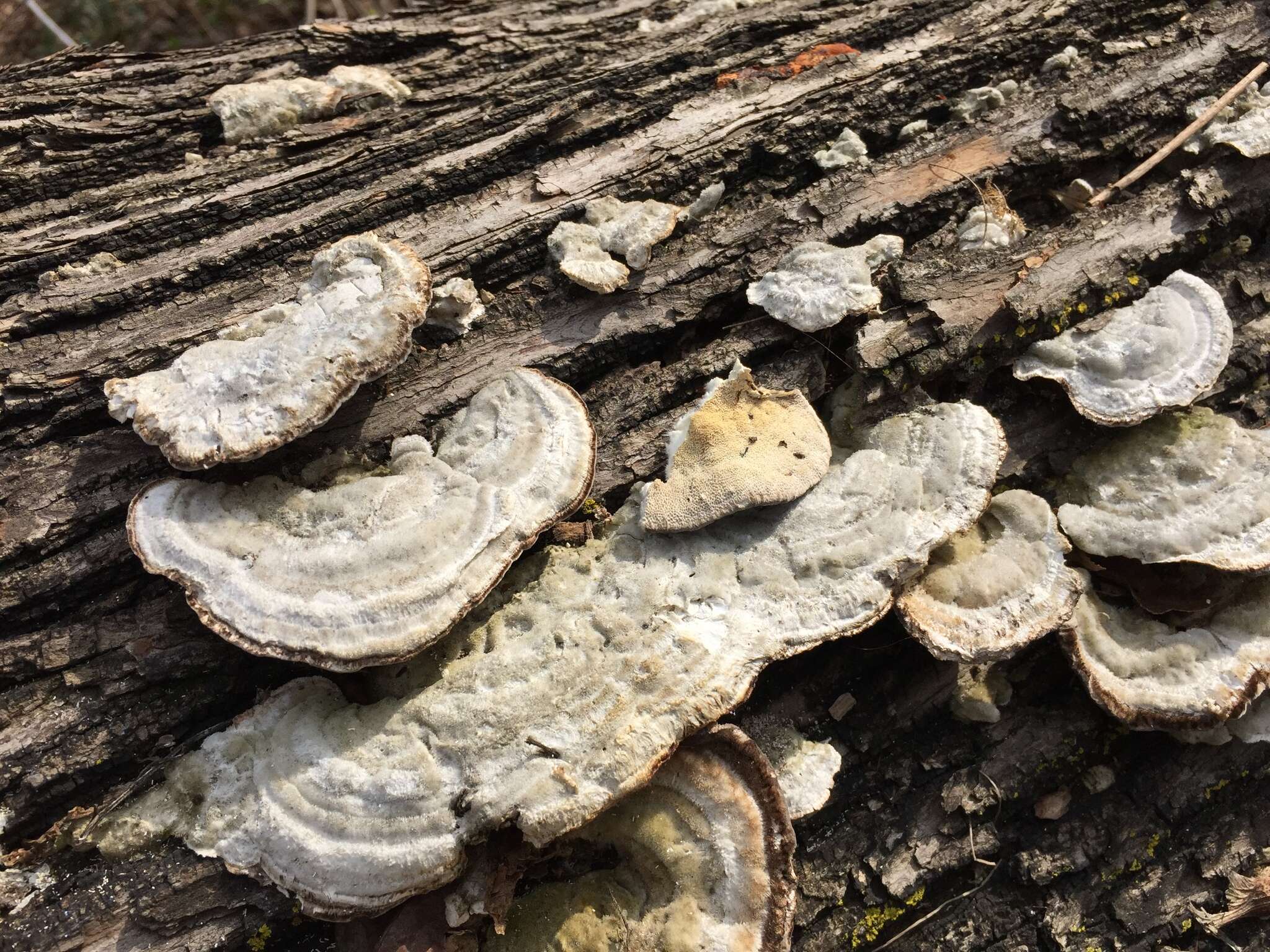 Image of Trametes hirsuta (Wulfen) Lloyd 1924