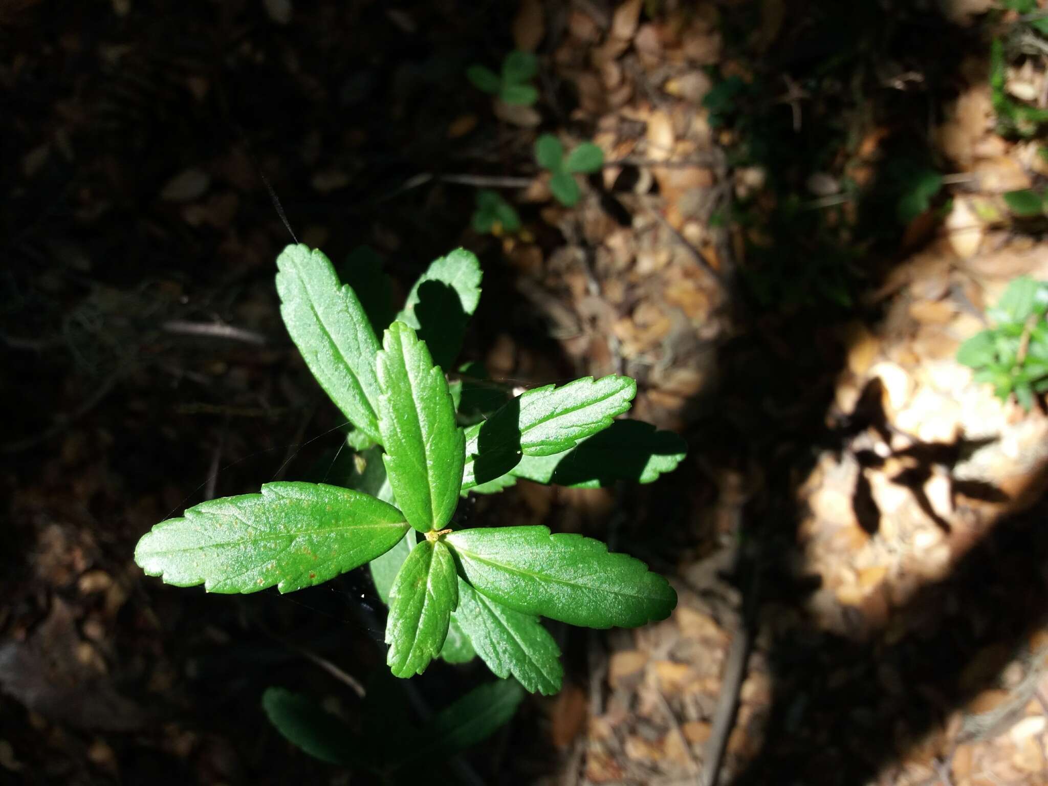 Plancia ëd Ribes integrifolium Phil.