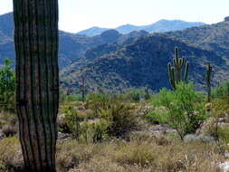 Image of saguaro