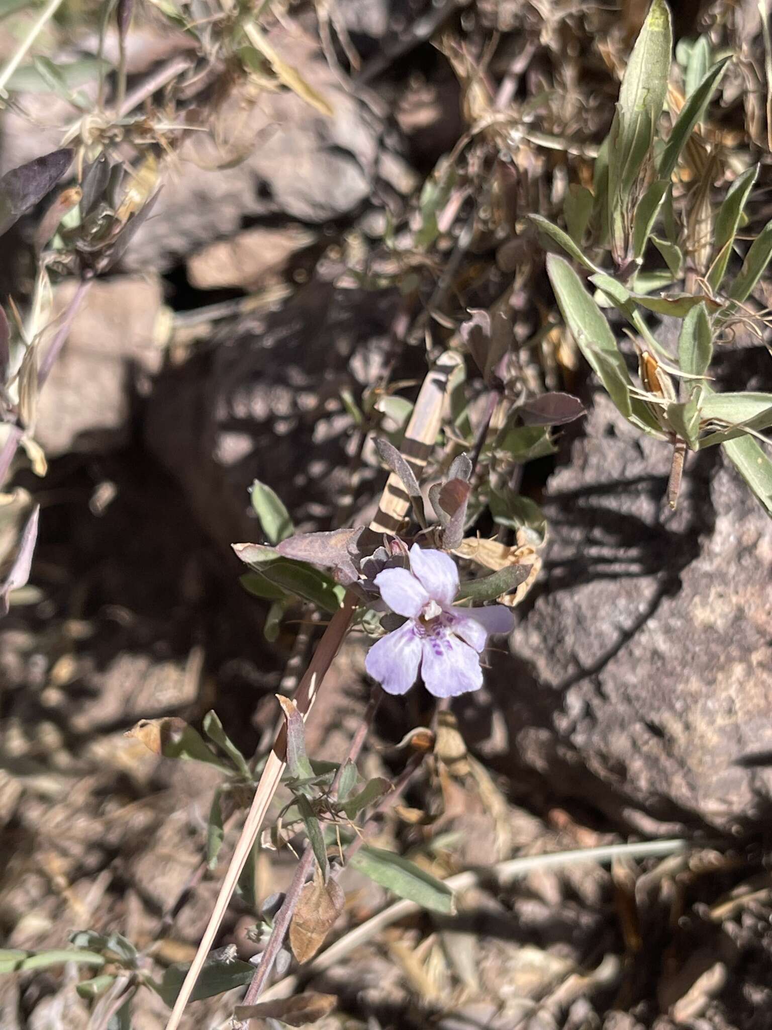 Sivun Dyschoriste decumbens (A. Gray) Kuntze kuva