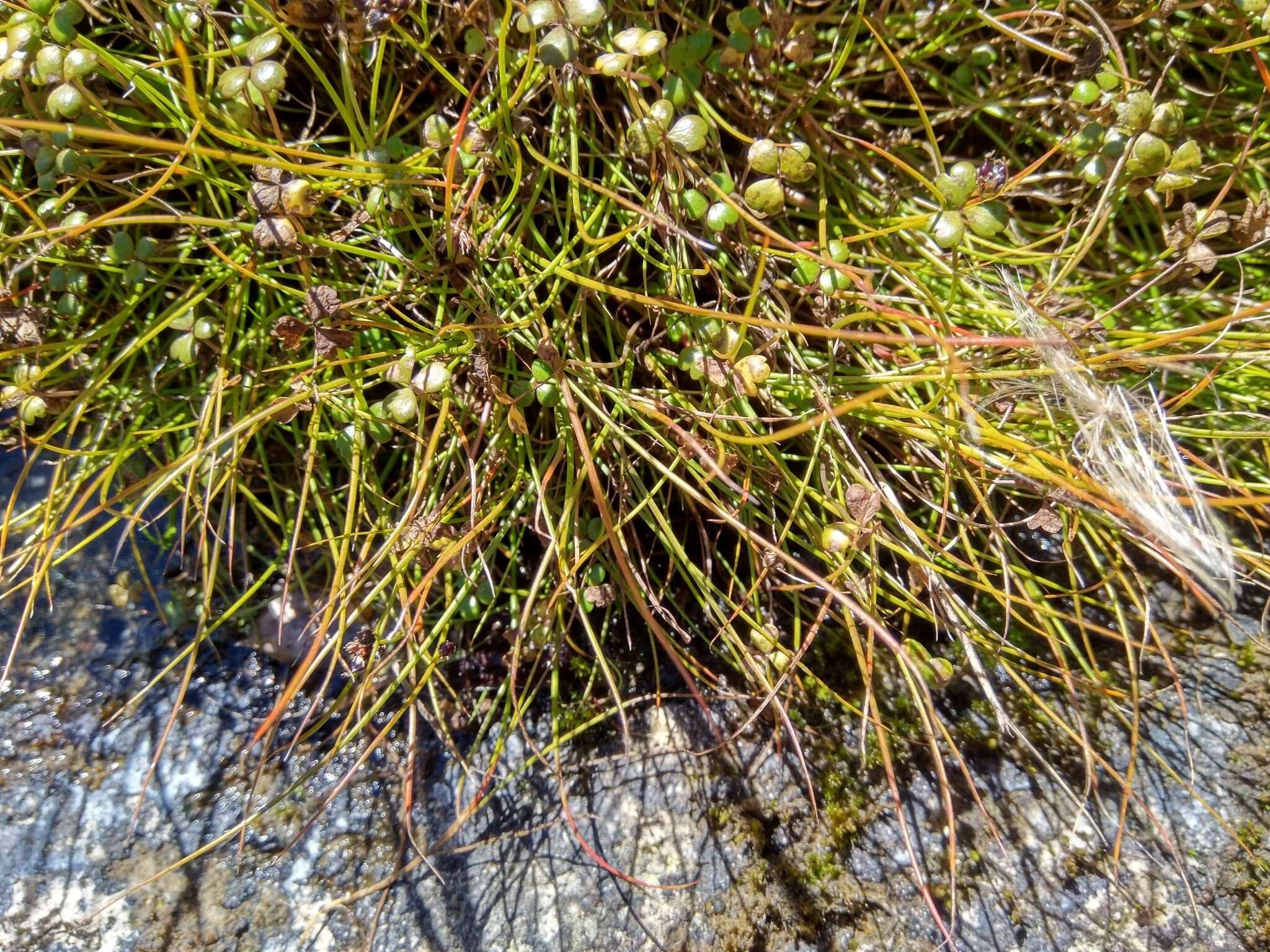 Imagem de Juncus novae-zelandiae Hook. fil.