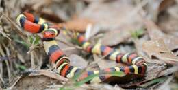 صورة Lampropeltis elapsoides (Holbrook 1838)