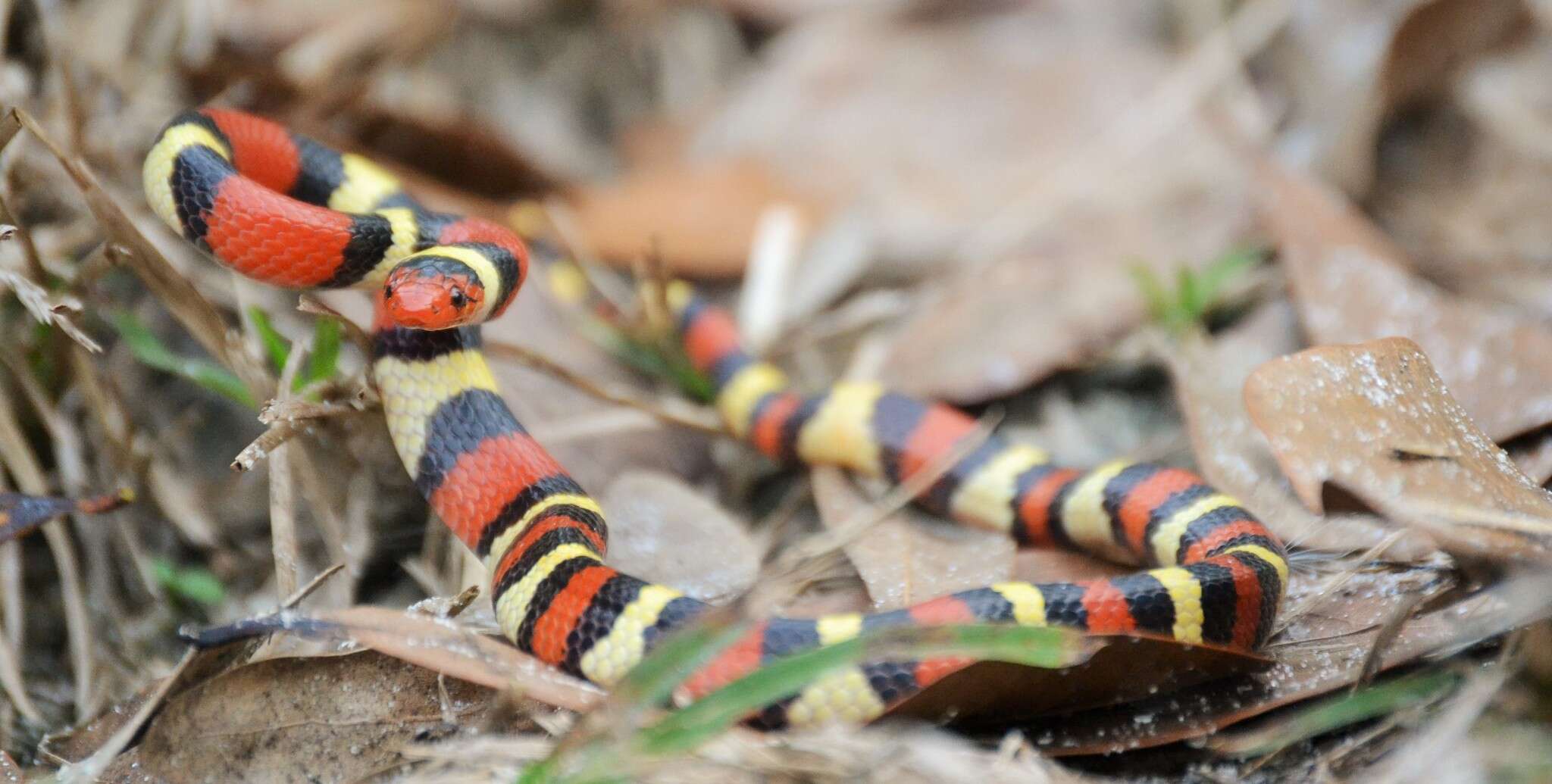 صورة Lampropeltis elapsoides (Holbrook 1838)