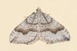 Image of Zenophleps alpinata Cassino 1927