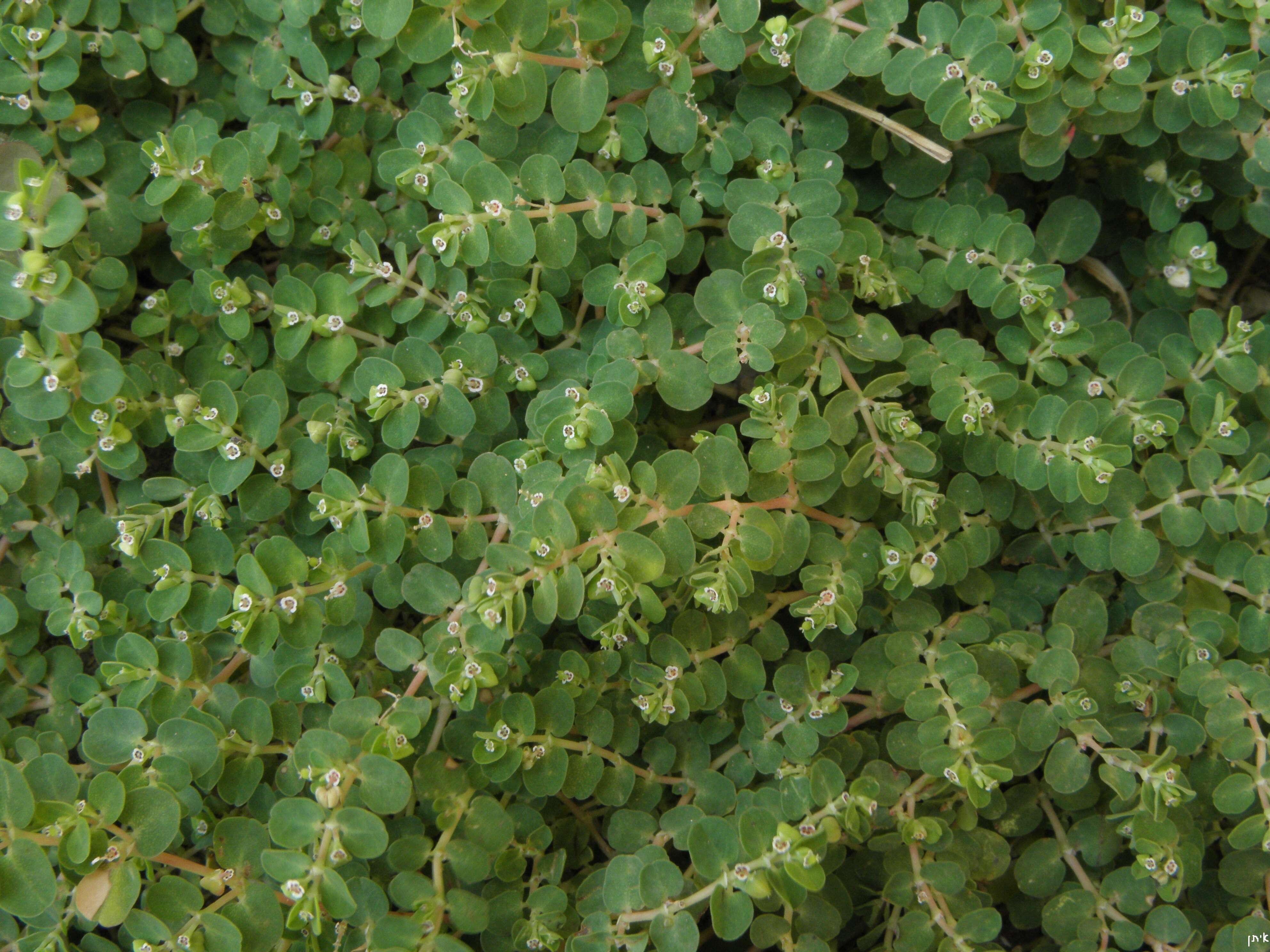 Image of Euphorbia chamaesyce L.