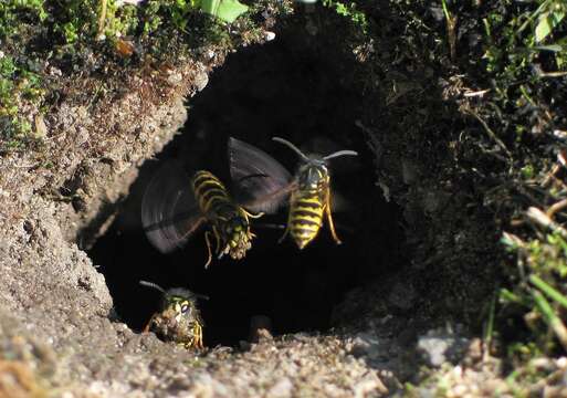 Image of Common wasp