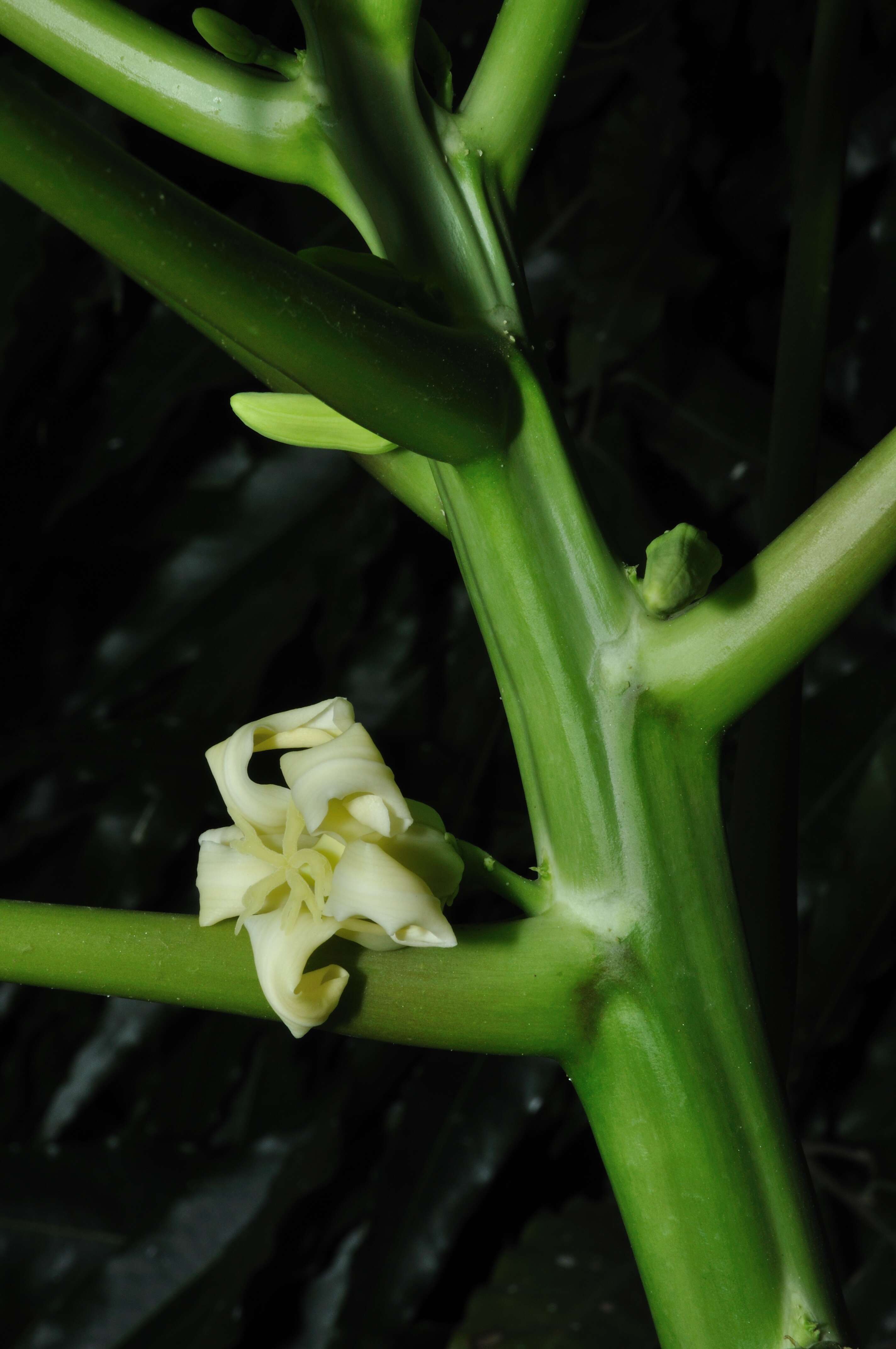 Image of papaya