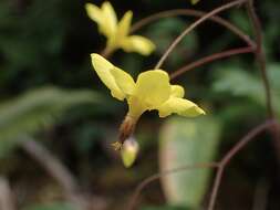 Image of golden insideout flower