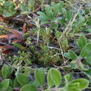 Image of pine barren stitchwort