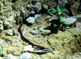 Image of Cantor's Dwarf Reed Snake