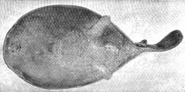 Image of blind electric ray