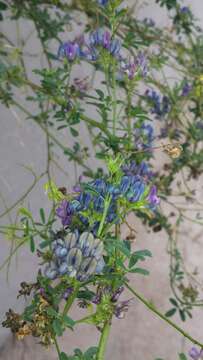 Image of Sand Lucerne