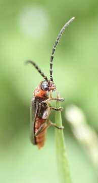 Image of Silis ruficollis