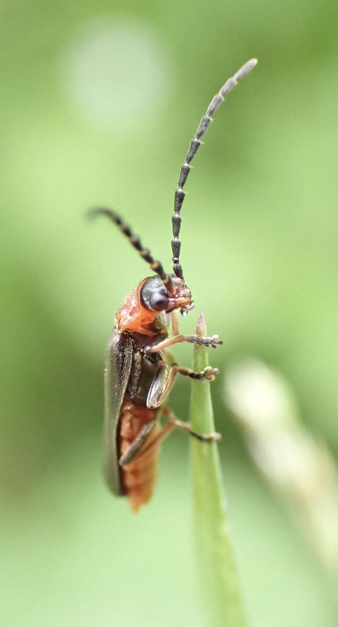 Image of Silis ruficollis