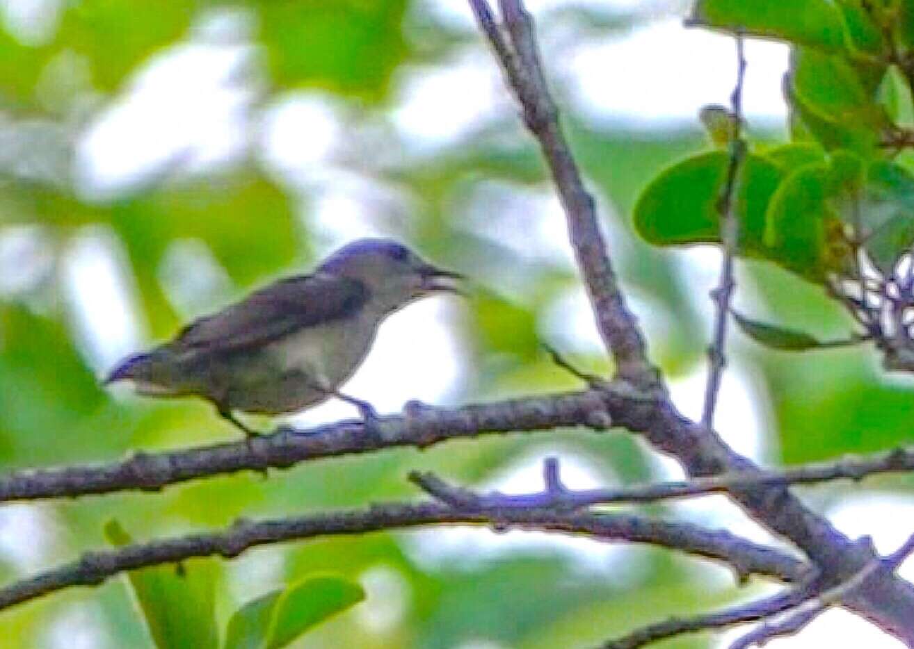 Image of Plain Flowerpecker