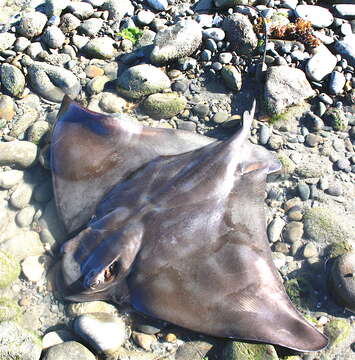 Image of Australian Eagle Ray