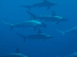 Image of Scalloped Hammerhead