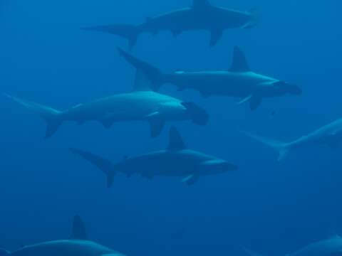 Image of Scalloped Hammerhead