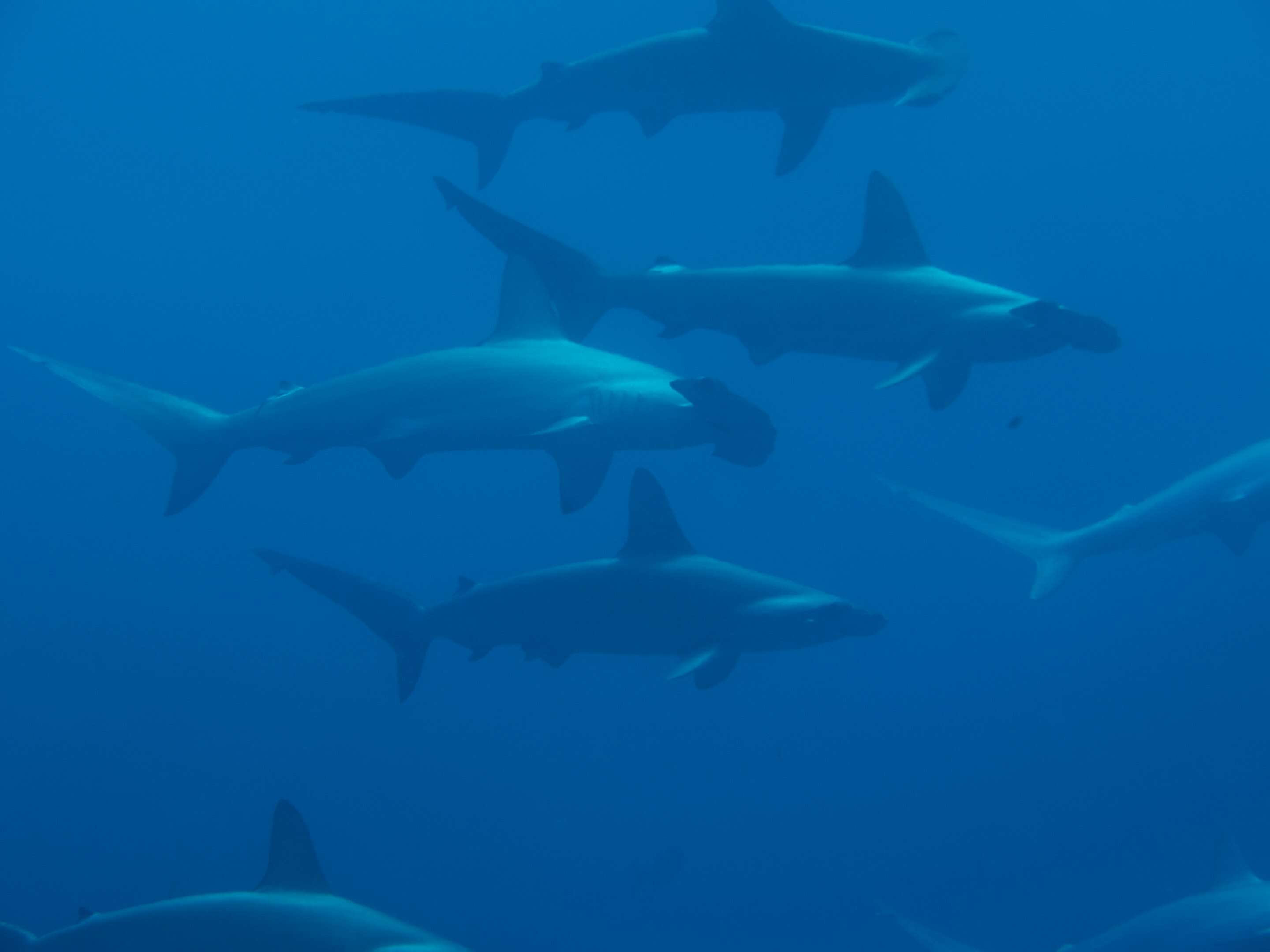 Image of Scalloped Hammerhead