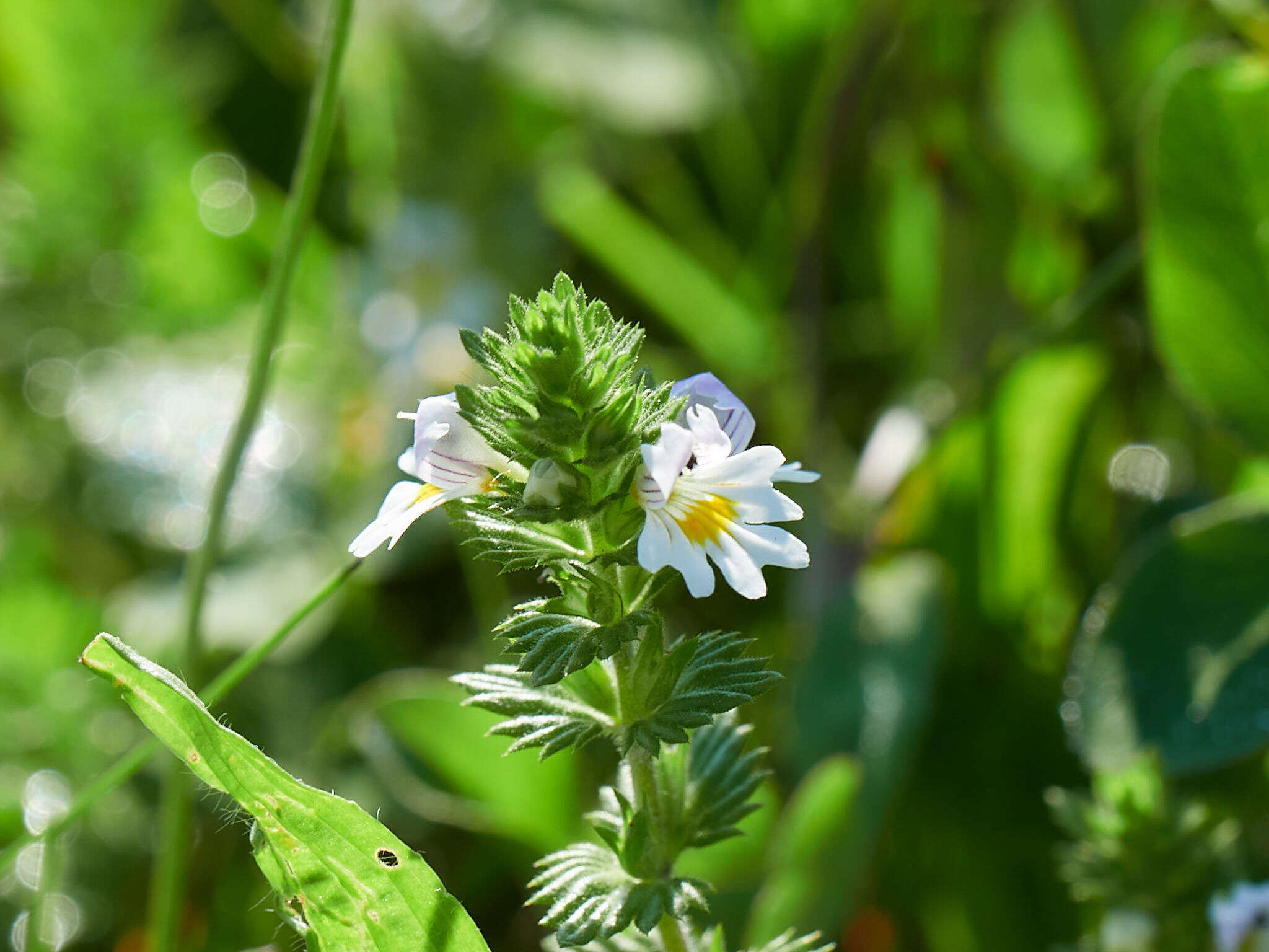 Imagem de Euphrasia officinalis L.