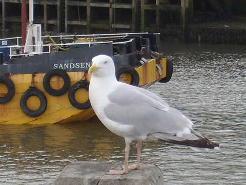 Image of European Herring Gull