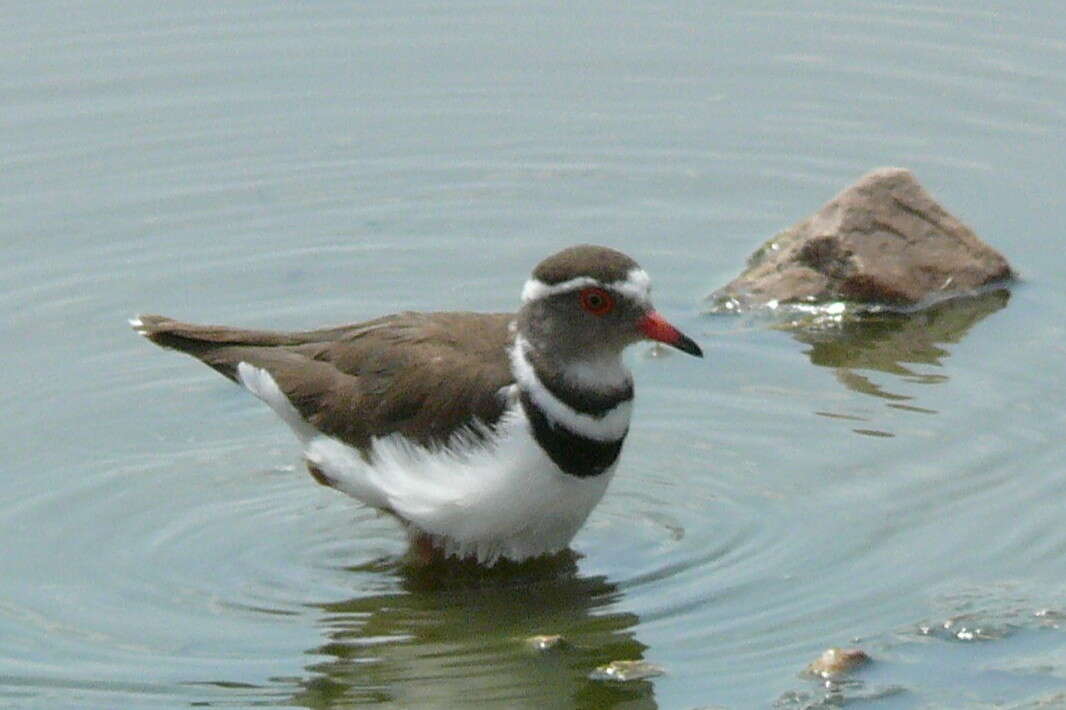 Image of African Three-banded Plover